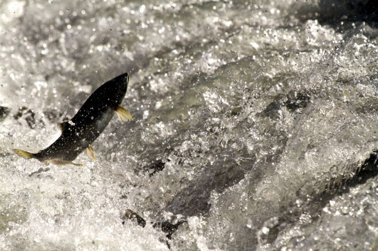 Starting next month, public meetings will be held in the Northwest on whether to take out four dams on the Lower Snake River to help save endangered salmon.