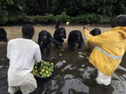 Chimps named Bullet, Franzsica, Doris, Sally, Joyce and Samantha receive their daily rations from a Humane Society team.