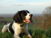 An English springer spaniel sitting down looking out over the countryside.