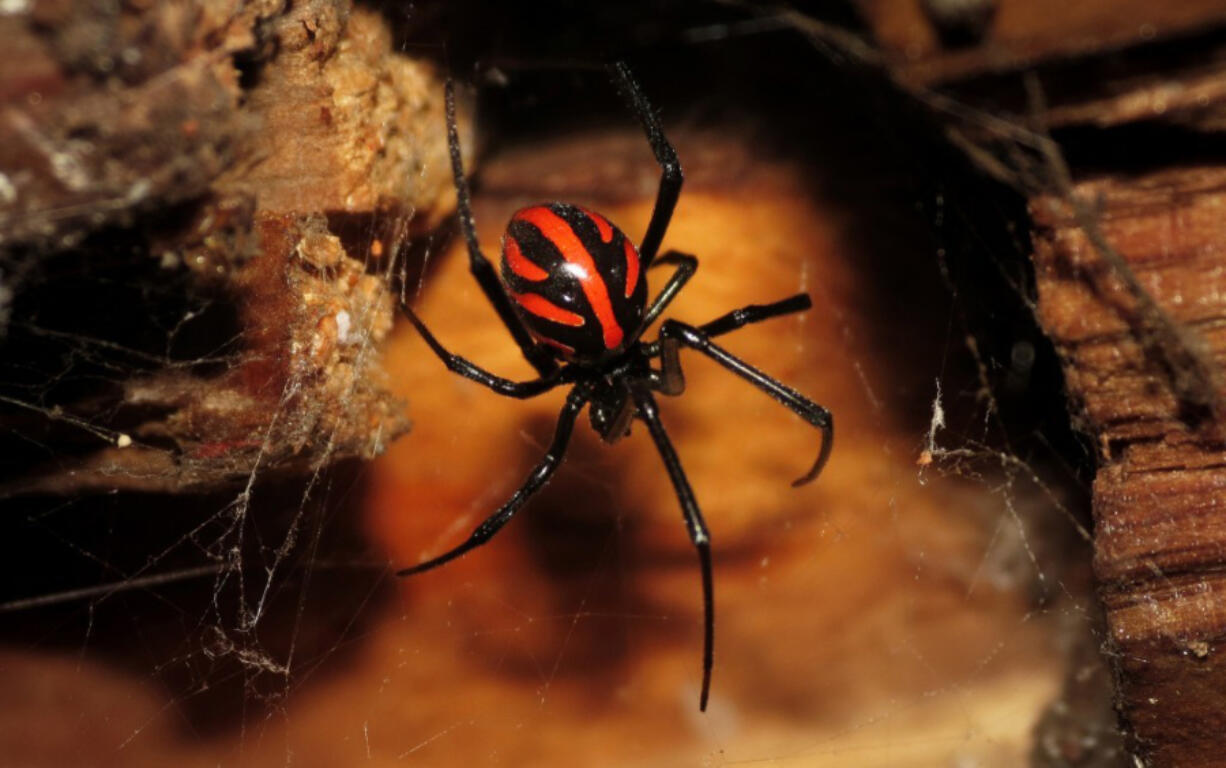 A virus called WO may have stolen deadly DNA from black widow spiders.