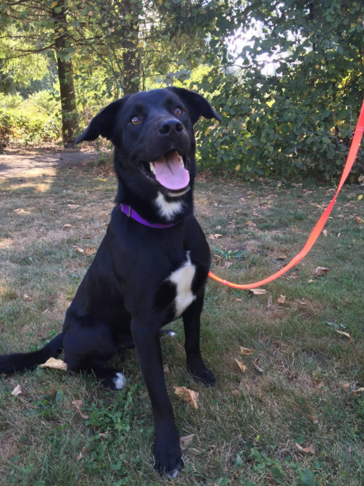 Hunter the black Lab is back at the Humane Society for Southwest Washington after his owner refused to pay a fine after the dog was picked up while roaming loose.