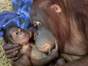 Batang cradles her infant, Redd, on Sept. 13, one day after the Bornean orangutan was born.