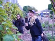 Hazel Dell: Members of Kristen Myklebust's Food and Your Health class at Clark College, including Julie Nguyen, left, and Wanda McNealy, visited the Hazel Dell School and Community Garden to help clean up for fall.