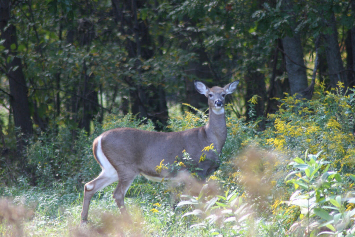 Listed as federally endangered in 1968, Columbian white-tailed deer populations rebounded high enough to be downlisted to threatened. (tim jewett/ U.S.