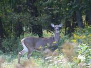 Listed as federally endangered in 1968, Columbian white-tailed deer populations rebounded high enough to be downlisted to threatened. (tim jewett/ U.S.