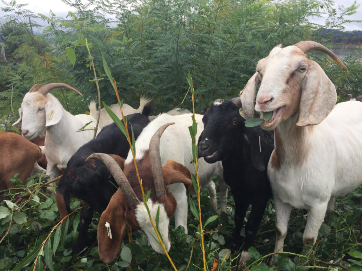 Washougal: Goats from Yoder Goat Rentals were brought to the new Washougal Waterfront Park and Trail to help deal with invasive species.