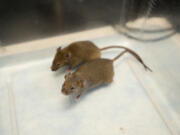 A male and female laboratory mouse interact as a high-frequency microphone picks up the high-pitched vocalizations produced by the male mouse as he courts the female at Washington State University Vancouver on Tuesday. Doctorate student Elena Mahrt was the lead author on a study researching how mice make ultrasonic whistling sounds.