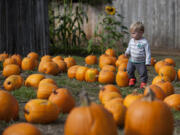 Search for the perfect pumpkin while visiting Joe&#039;s Place Farms in Vancouver.