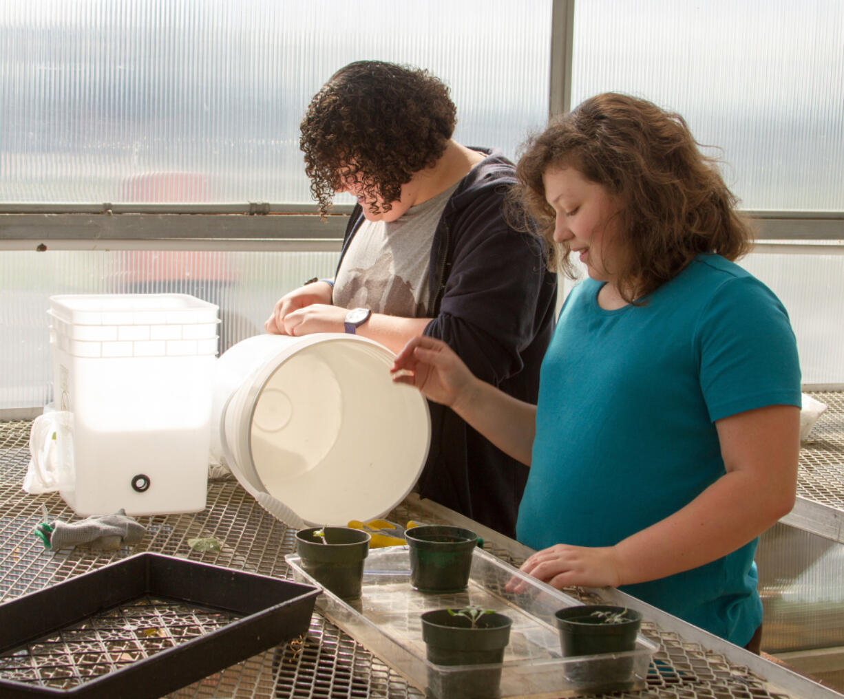 Woodland: Woodland Middle School eighth-graders Olivia-Hart, from left, and Hope Davis in their horticulture class, where teacher Joseph Bosch is teaching the students hydroponic planting for the first time, so they can grow vegetables without soil.