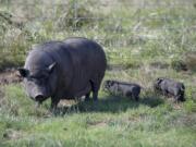 A mother pig and her two remaining piglets spend time Monday at Bi-Zi Farms in Brush Prairie. Her third piglet died over the weekend after being stolen from the farm. A second stolen piglet was found safe and brought back.