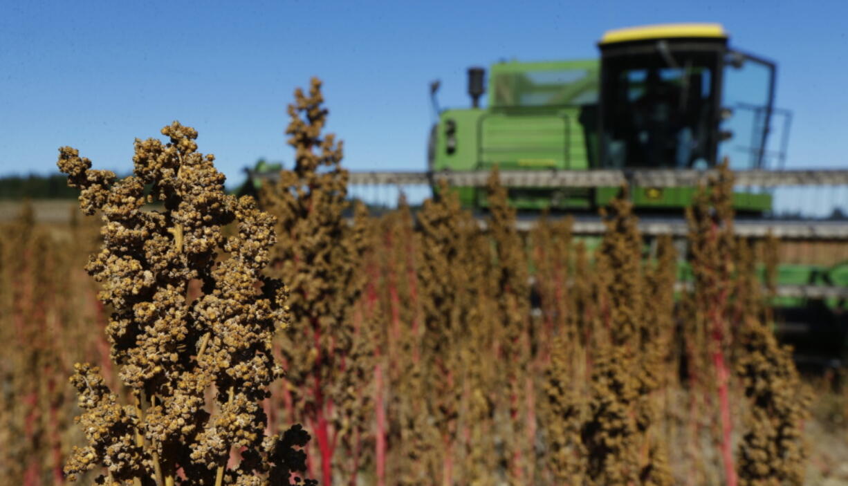 Farmer Sam McCullough uses his combine to harvest quinoa near Sequim on Sept. 13, 2016. Quinoa, a trendy South American grain, barely has a foothold in American agriculture, but a handful of farmers and university researchers are working toward changing that. (AP Photo/Ted S. Warren) (Ted S.