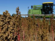 Farmer Sam McCullough uses his combine to harvest quinoa near Sequim on Sept. 13, 2016. Quinoa, a trendy South American grain, barely has a foothold in American agriculture, but a handful of farmers and university researchers are working toward changing that. (AP Photo/Ted S. Warren) (Ted S.