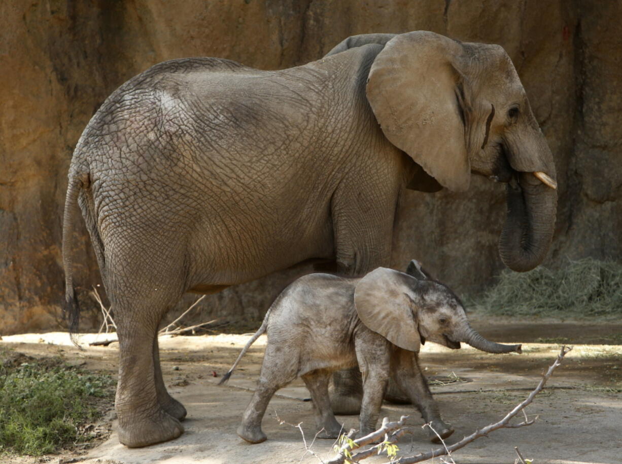 Ajabu, a 5-month-old baby elephant, walks with his mother, Mlilo, in the Giants of the Savanna exhibit Wednesday at the Dallas Zoo in Dallas.