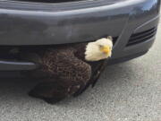 A bald eagle wedged in a vehicle near Green Cove Springs, Fla. The bird was freed unharmed after a passing motorist noticed the bird.