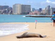 A Hawaiian monk seal, an endangered species, lies on a Waikiki beach in Honolulu on Thursday, September 15, 2016. Conservationists are concerned about the number of feral cats roaming Hawaii because cat feces washing into the ocean can spread toxoplasmosis, which can be deadly for the seals.