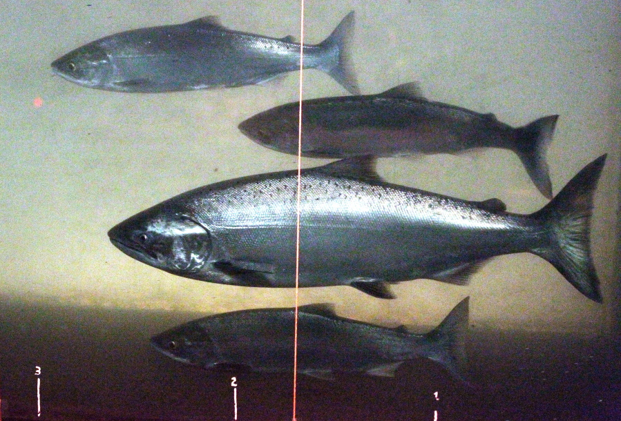 FILE - In this June 27, 2012, file photo, a Chinook salmon, second from the bottom, swims in the Columbia River with sockeye salmon at the Bonneville Dam fish-counting window near North Bonneville, Wash. Federal authorities want to add more hatchery-raised fish to the 28 Pacific Coast salmon and steelhead stocks listed under the Endangered Species Act.