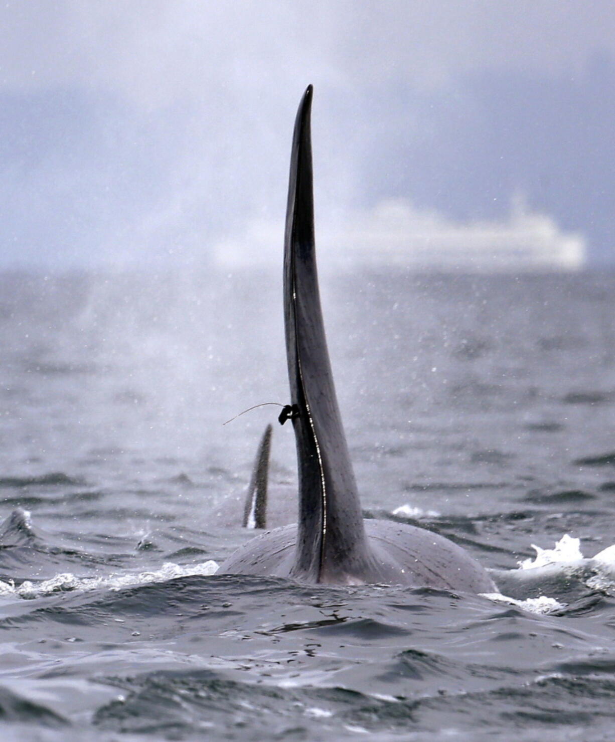 A satellite-linked transmitter is visible Jan. 18, 2014, on the dorsal fin of L87, an orca from the southern resident group of killer whales, while swimming in Puget Sound west of Seattle.