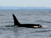 An orca known as L95 swims Feb. 23 in the Pacific Ocean near La Push, shortly before being fitted with a satellite tag by federal whale biologists.