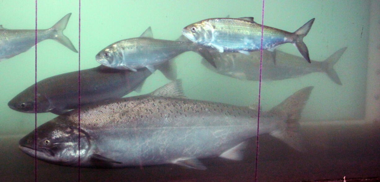 A sockeye salmon, left, swims past a chinook salmon, center front, and shad, above, at the fish counting window at the Bonneville Dam near Cascade Locks, Ore., in June 2012.