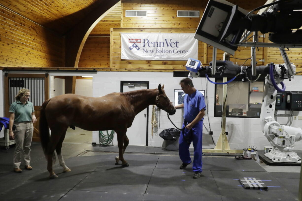 Chief of Surgery Dr. Dean Richardson, right, and Medical Director Dr. Barbara Dallap Schaer guide a horse into a room to undergo a computerized tomography scan at the University of Pennsylvania&#039;s New Bolton Center Hospital for Large Animals in Kennett Square, Pa., on Thursday, Sept. 15, 2016. Veterinarians hope an innovative type of CT scan can advance health care for horses and possibly be adapted for people.