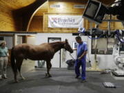 Chief of Surgery Dr. Dean Richardson, right, and Medical Director Dr. Barbara Dallap Schaer guide a horse into a room to undergo a computerized tomography scan at the University of Pennsylvania&#039;s New Bolton Center Hospital for Large Animals in Kennett Square, Pa., on Thursday, Sept. 15, 2016. Veterinarians hope an innovative type of CT scan can advance health care for horses and possibly be adapted for people.