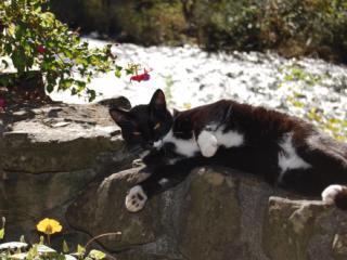 October reader photos: Black Cats photo gallery