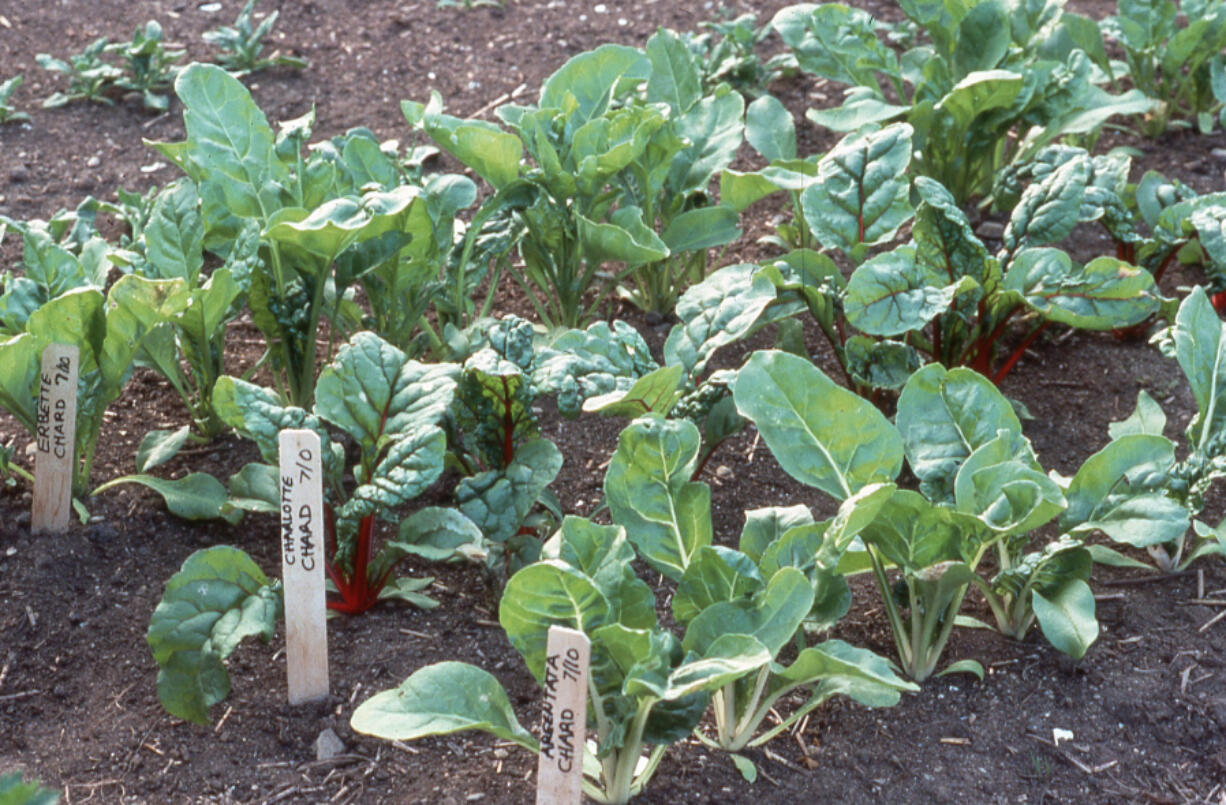 Use wooden markers to record the sowing dates and varieties of Swiss chard.