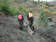 Sgt. Jeff Wickersham of the Department of Fish and Wildlife Police gets help from a hunter dragging a spike buck poached in the West Klickitat game unit to Wickersham's truck. Bucks in the unit must have a 3-point antler minimum.