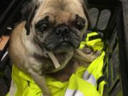 Look familiar? A Vancouver police sergeant found this pug while returning from a call Thursday. The dog has a microchip implanted, but it didn't appear to be registered to anyone, so officials are looking for her owner.