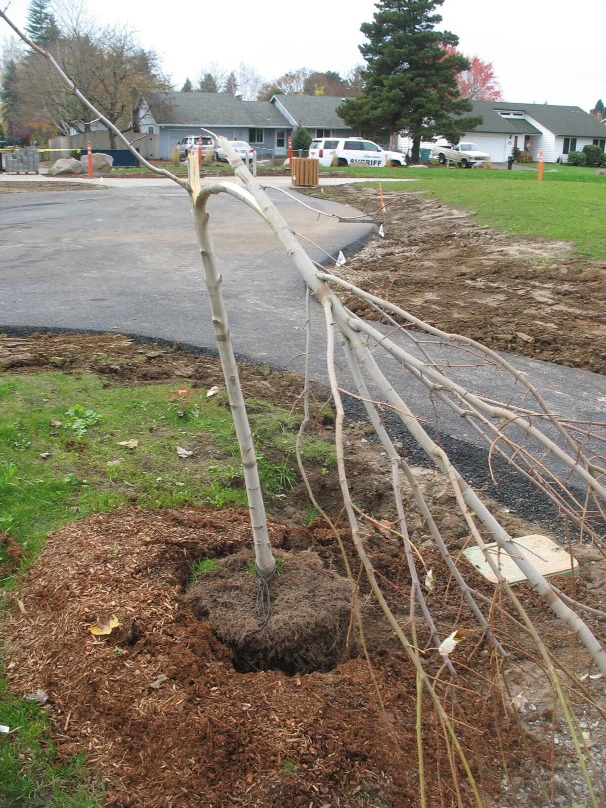 Vandals struck the under-construction Sorenson Neighborhood Park in the Lake Shore area, and the Clark County Sheriff's Office is looking for tips.