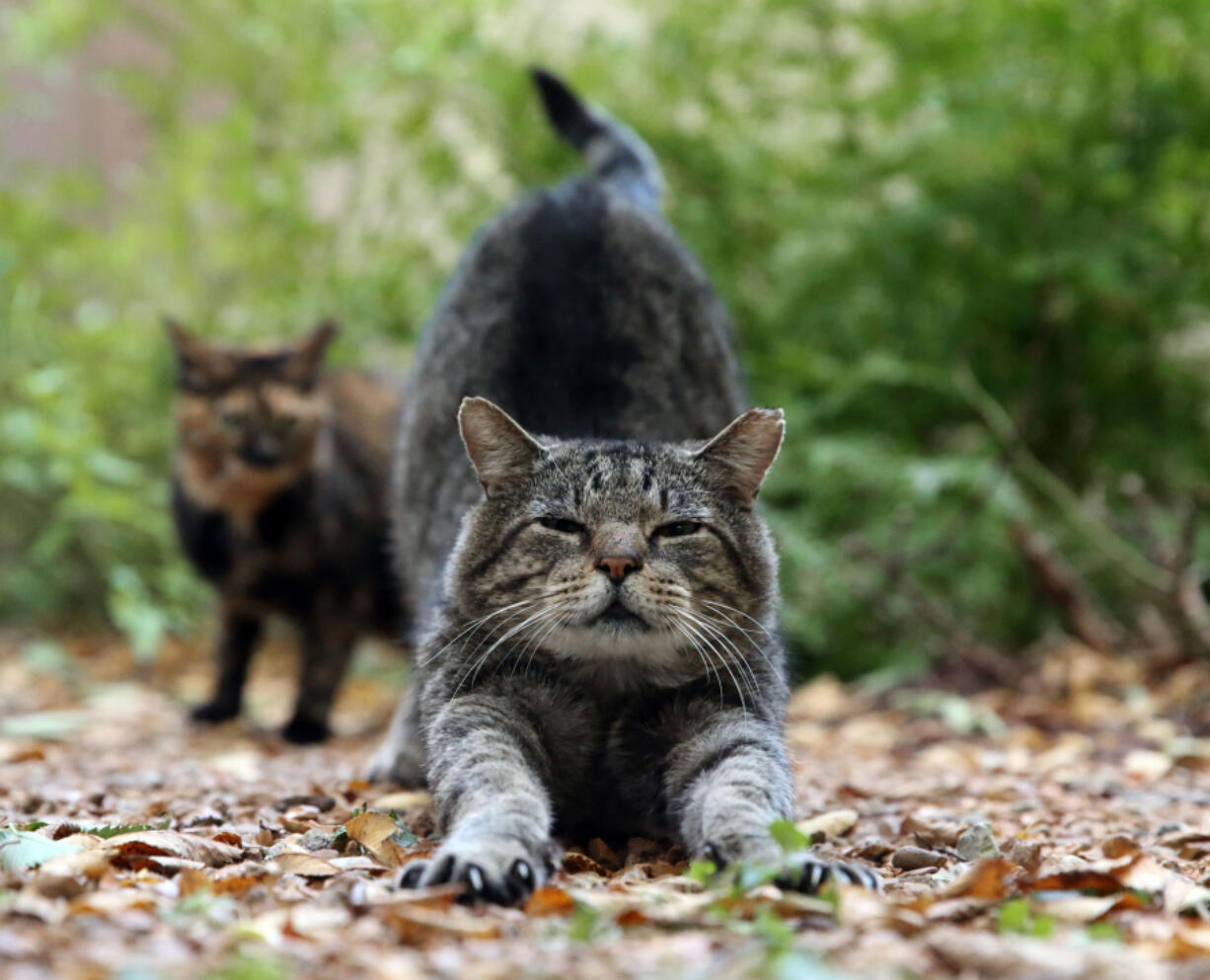 Stinky, a feral cat, stretches while waiting for dinner at the Sherman Gardens on Oct. 21, 2016 in Evanston, Ill.