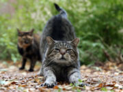 Stinky, a feral cat, stretches while waiting for dinner at the Sherman Gardens on Oct. 21, 2016 in Evanston, Ill.