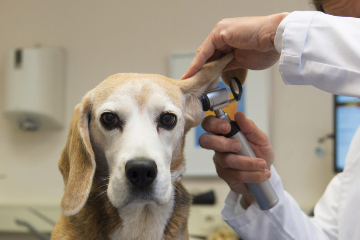 A dog has his ear examined by a veterinarian. Americans are spending more on health care for their pets.