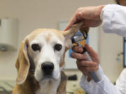 A dog has his ear examined by a veterinarian. Americans are spending more on health care for their pets.