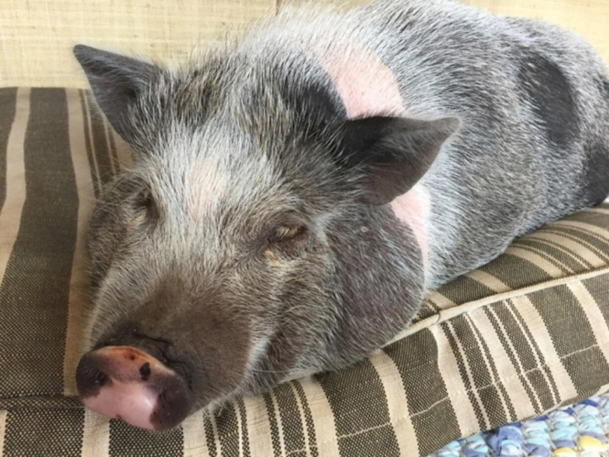 Nigel, a teacup pig with a big appetite, got even more hungry after eating peanut butter cookies that contained marijuana.