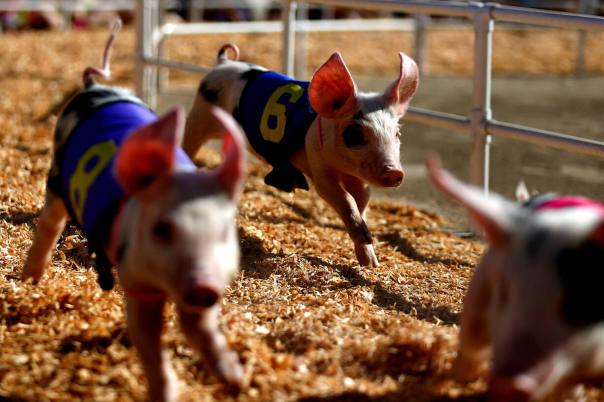 All-Alaskan Racing Pigs head into the home stretch at the Orange County Fair in Costa Mesa, Calif., on July 27, 2016. A new study finds that, like humans, pigs can be optimists or pessimists.