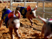 All-Alaskan Racing Pigs head into the home stretch at the Orange County Fair in Costa Mesa, Calif., on July 27, 2016. A new study finds that, like humans, pigs can be optimists or pessimists.