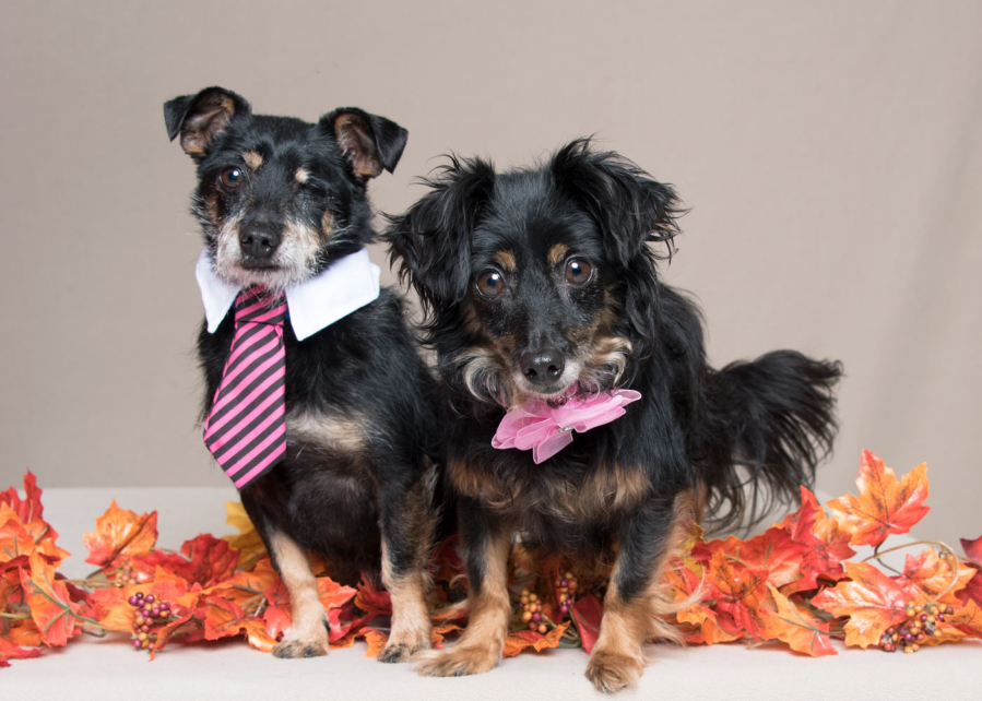 Silks and Charlie are sweet lap dogs and best friends who are looking for a home together. Silks, the lady in this power couple, is outgoing and bubbly. Charlie&#039;s quiet personality is so sweet. They grew up together and want to stay together in a home without kids younger than age 6. These pets are among those available for adoption from noon to 6 p.m. Tuesday through Sunday at the Humane Society for Southwest Washington, 1100 N.E. 192nd Ave., Vancouver. The Humane Society is closed to the public on Mondays. Fees -- which can include registered microchip, health exam, a spay or neuter certificate and vaccination -- vary.