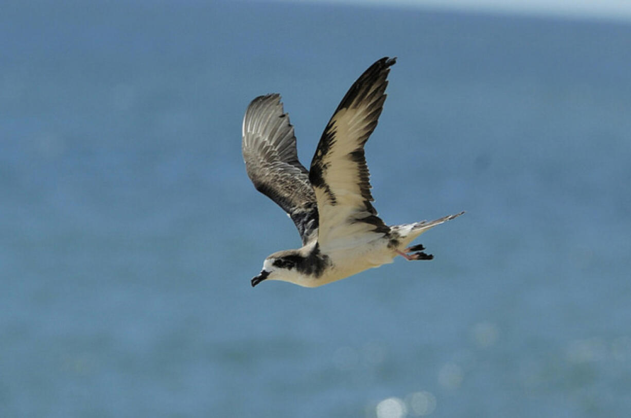 A Hawaiian petrel; the birds are threatened by feral cats.