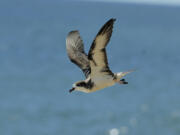 A Hawaiian petrel; the birds are threatened by feral cats.