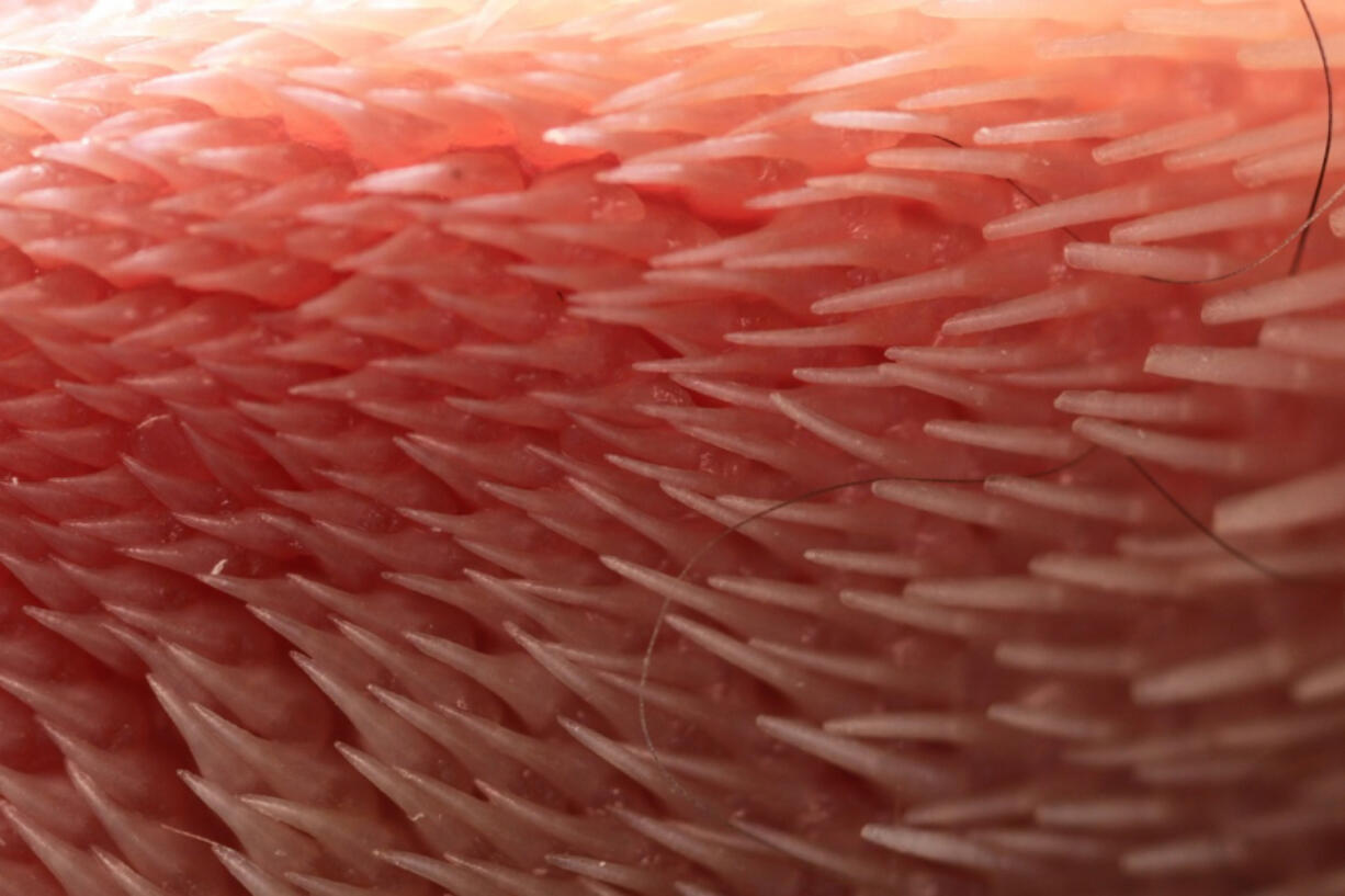 A close-up of a cat tongue&#039;s claw-like spines.