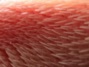 A close-up of a cat tongue&#039;s claw-like spines.