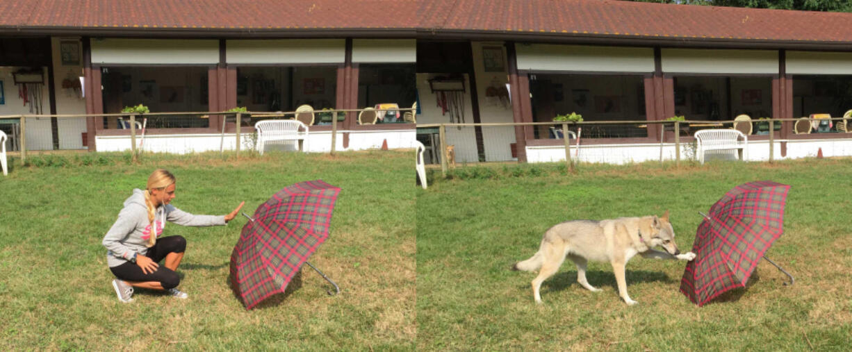 Researcher Claudia Fugazza demonstrates the &quot;do as I do&quot; method of teaching her dog to touch an object.