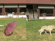 Researcher Claudia Fugazza demonstrates the &quot;do as I do&quot; method of teaching her dog to touch an object.