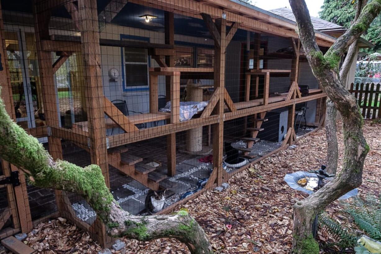 One of the most popular areas for the kittens at Furry Friends&#039; new halfway house is the &quot;catio,&quot; where the kittens can enjoy the weather and watch squirrels run around.