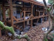 One of the most popular areas for the kittens at Furry Friends&#039; new halfway house is the &quot;catio,&quot; where the kittens can enjoy the weather and watch squirrels run around.