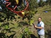 Warren Neth, the coordinator of Slow Food Southwest Washington, harvests pears for the Clark County Food Bank at mostly untended Foley Park in Felida in 2014. Neth wants to glean 40,000 pounds of unharvested fruit for the food bank this year.