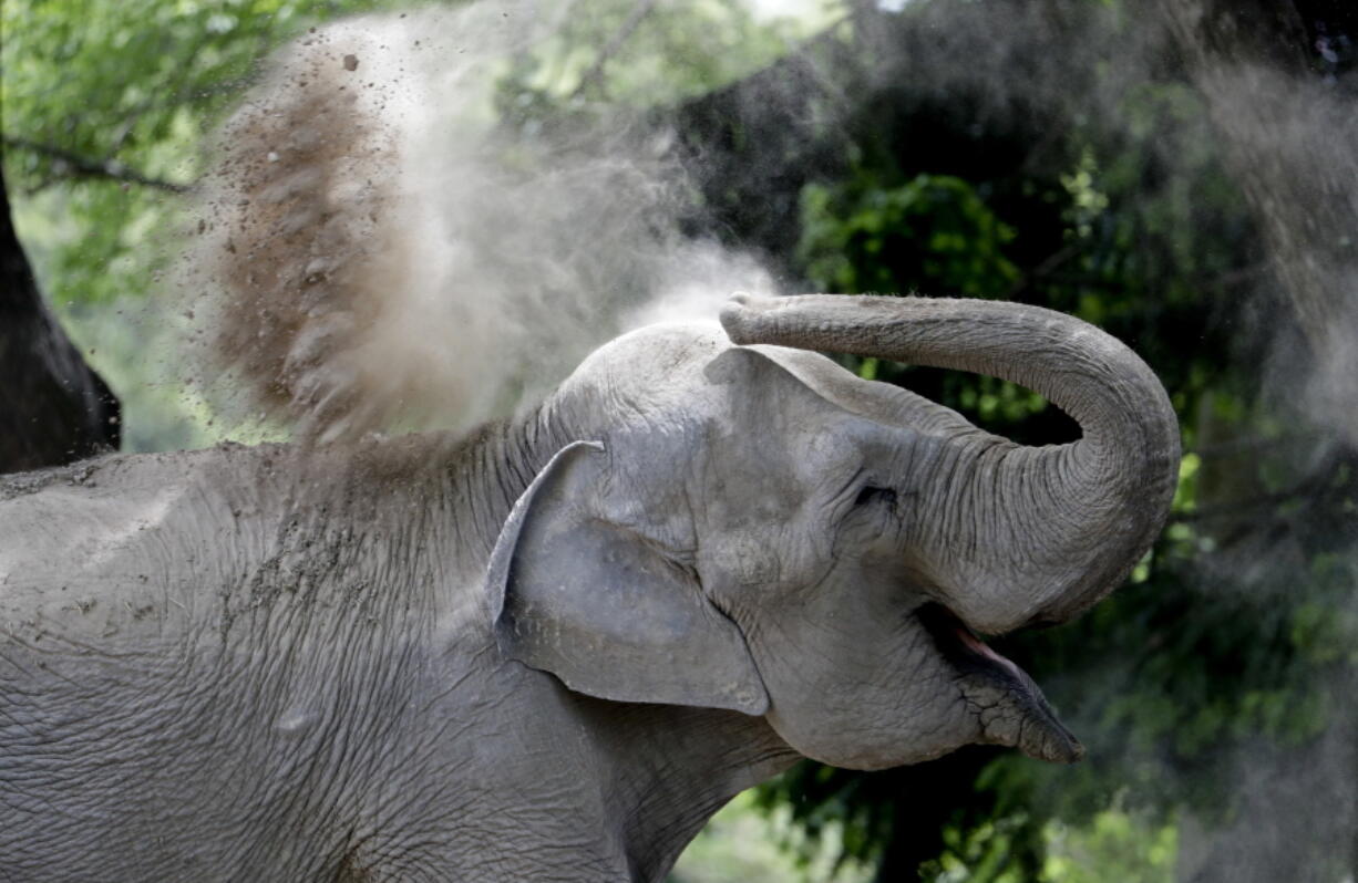 Mara dusts herself Thursday at the Ecological Park in Buenos Aires, Argentina.