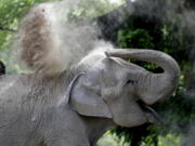 Mara dusts herself Thursday at the Ecological Park in Buenos Aires, Argentina.