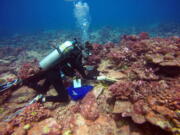 Georgia Tech climate scientist Kim Cobb, in November at the remote Pacific island of Kiritimati, finds hope and life amid what in April was a ghost town of dead coral.